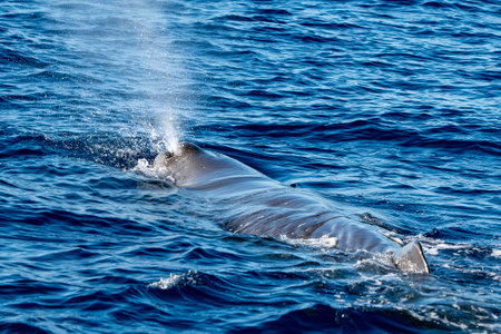 A Spermwhale Sperm whale breathing on sea surface close upの写真素材