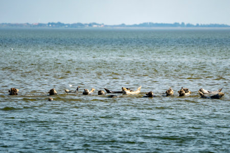 Gray seals in Sylt Island northern sea