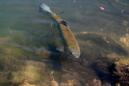 An Alpine trout fish in alpine lake in the Dolomites
