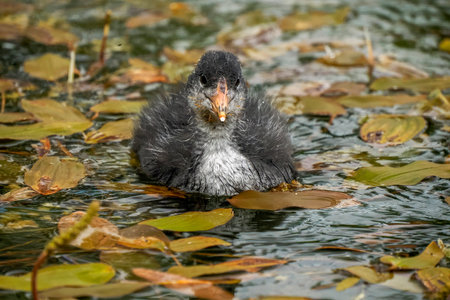 A baby newborn coot bird in a pond close up portrait