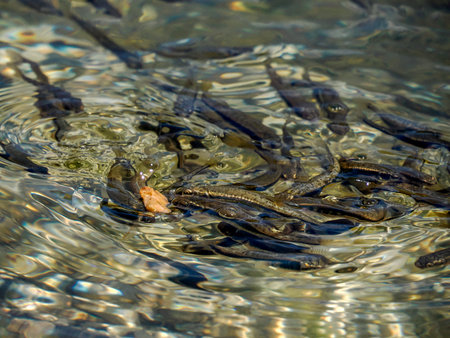 Small fishes in alpine lake in the Dolomites