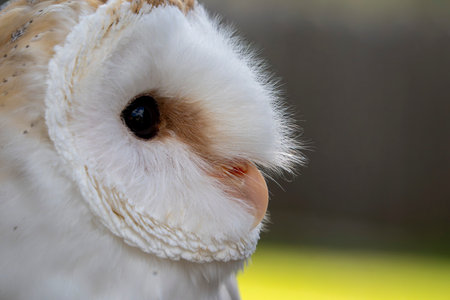 A Tyto Alba night owl close up portrait
