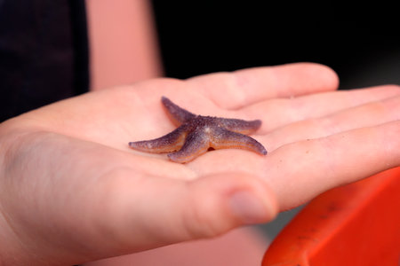 A hand showing a sea starの写真素材