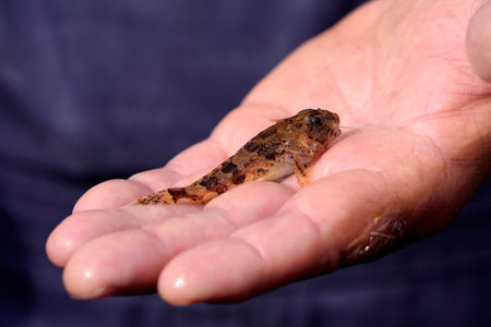 A Fisherman hand showing underwater life in Sylt Island Germany