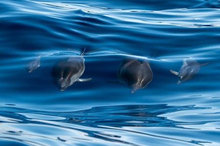 Pod of Striped dolphin jumping in the blue sea Mother and calfの写真素材