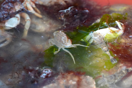 Underwater life in Sylt Island Germanyの写真素材