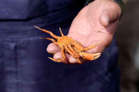 A Fisherman hand showing north sea underwater life in Sylt Island Germanyの写真素材