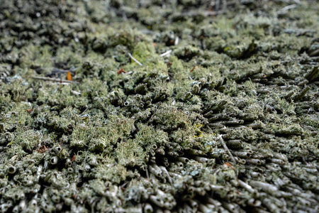 frisians house roof in Sylt Island Germany detailの写真素材