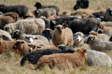 flock of sheeps on Sylt Island Germanyの写真素材