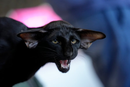 oriental black Cute cat close up portrait detailの写真素材