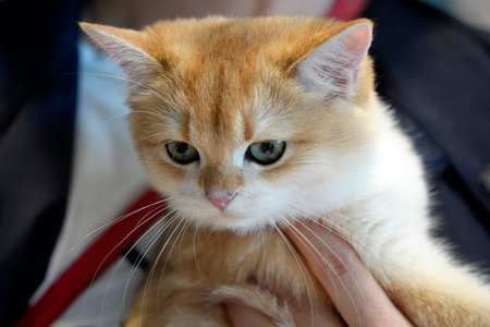 Cute cat close up portrait detailの写真素材