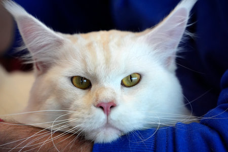 Maine Coon Cute cat close up portrait detailの写真素材