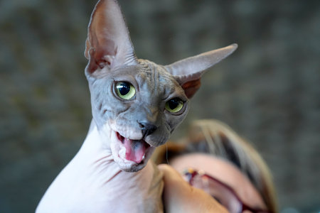 Cute cat close up portrait detail