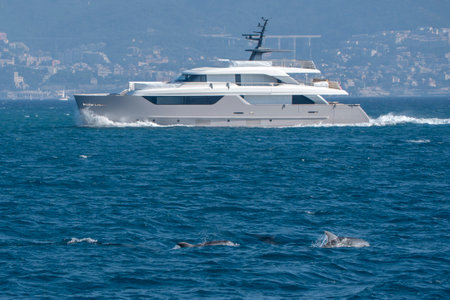 dolphins jumping outside the sea out from harbor, mediterranean sea, Liguria Italy, family