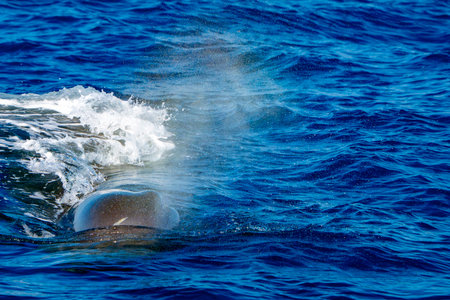 A spermwhale breathing on blue sea in Mediterranean Ligurian seaの写真素材