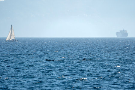 bottlenose dolphins jumping outside the sea out from genoa harbor, mediterranean sea, Liguria Italyの写真素材