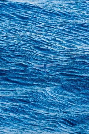 Exocoetidae Flying fish propel themselves out of the water to glide above the surface for hundreds of meters, not to fly, as a way to escape predators like dolphinsの写真素材