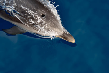 Striped dolphin jumping from underwater blue seaの写真素材