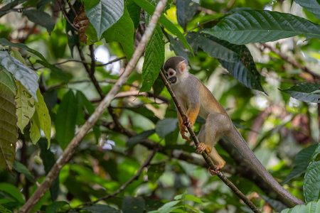 Humboldt's squirrel monkey portrait in amazon rainforest Puerto Narino Amazonas Colombia