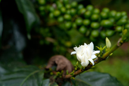 Coffee plantation detail close up Colombia green seeds on plantの写真素材