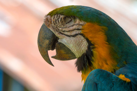 face of blue and yellow colorful macaw bird in amazon rainforest portraitの写真素材