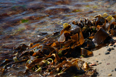 Kelp algae Laminaria digitata on northern sea beach detail