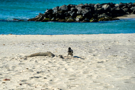 baby seal in skagen in northern sea beachの写真素材