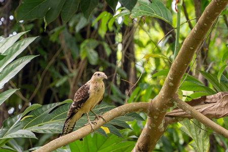 Eagle bird in Amazon rainforest portrait