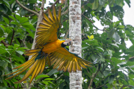 Colorful macaw bird in Amazon rainforest portrait