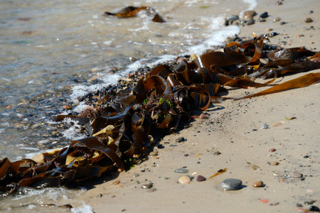 Kelp algae Laminaria digitata on northern sea beach detailの写真素材