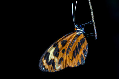 A Mechanitis polymnia butterfly at nightの写真素材