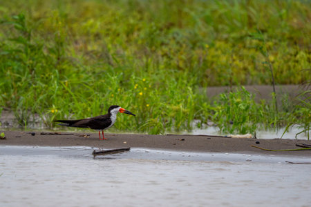A Rynchops niger Black skimmer bird amazon riverの写真素材