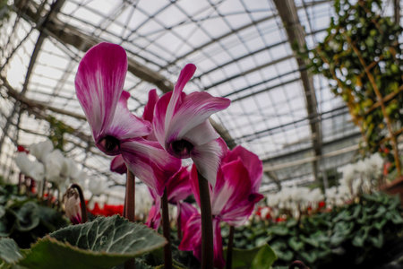 lot of colorful cyclamen in a green houseの写真素材
