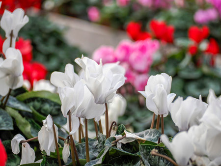 lot of colorful flowers in a green houseの写真素材