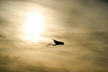 A kite flying in the sky at sunsetの写真素材