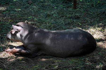 A tapir resting on the groundの写真素材