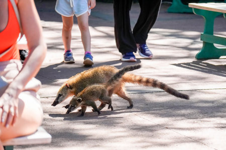 A Wild Coati mother and baby in Iguazu falls walking among the touristの写真素材