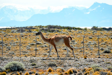 A Patagonia Guanaco wild animal like llama in Argentina el calafate el chanten roadの写真素材