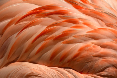 A flamingo close up detailの写真素材