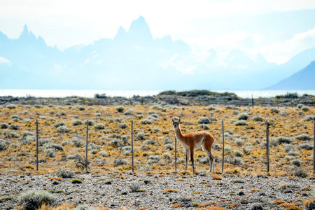 A baby Patagonia Guanaco wild animal like llama in Argentina el calafate el chanten roadの写真素材