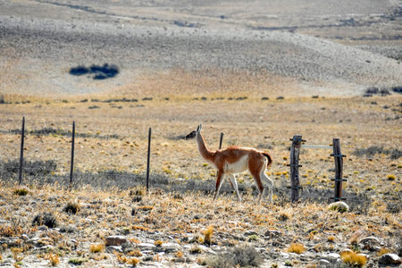 A baby Patagonia Guanaco wild animal like llama in Argentina el calafate el chanten roadの写真素材