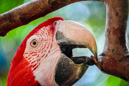 colorful parrot bird in brazilの写真素材