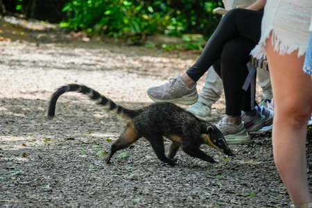 A Wild Coati in Iguazu fallsの写真素材