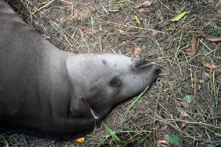A rainforest tapir resting on the groundの写真素材
