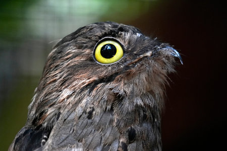 A common potoo bird close upの写真素材