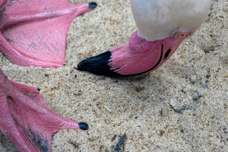 A pink flamingo close up detailの写真素材