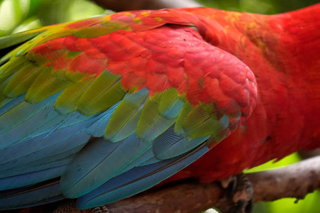 detail of ara ara coloful parrot bird in brazil