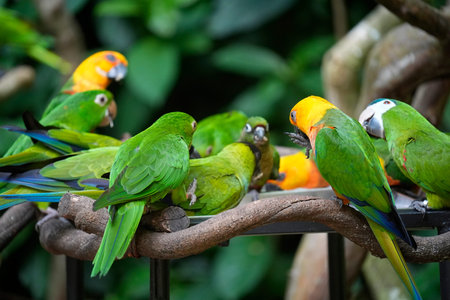 Corlorful rainforest parrot bird detail