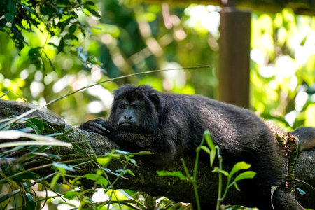 A Howler Rainforest Alouatta black male monkey resting