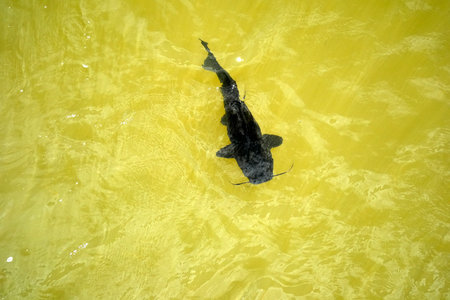 A catfish in Iguazu River Fallsの写真素材